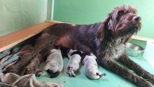 14 февраля в нашем питомнике родилось 3 очаровательных малыша породы дратхаар: 2 мальчика и 1 девочка. Родители щенков: BRAX III VOM LIETHER-MOOR (Германия) и Brynhilda (Брюнхильда)